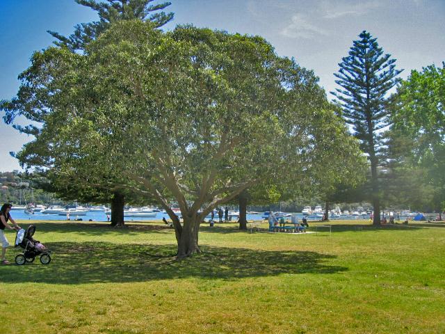 A 037 Promenade autour de Manly.jpg